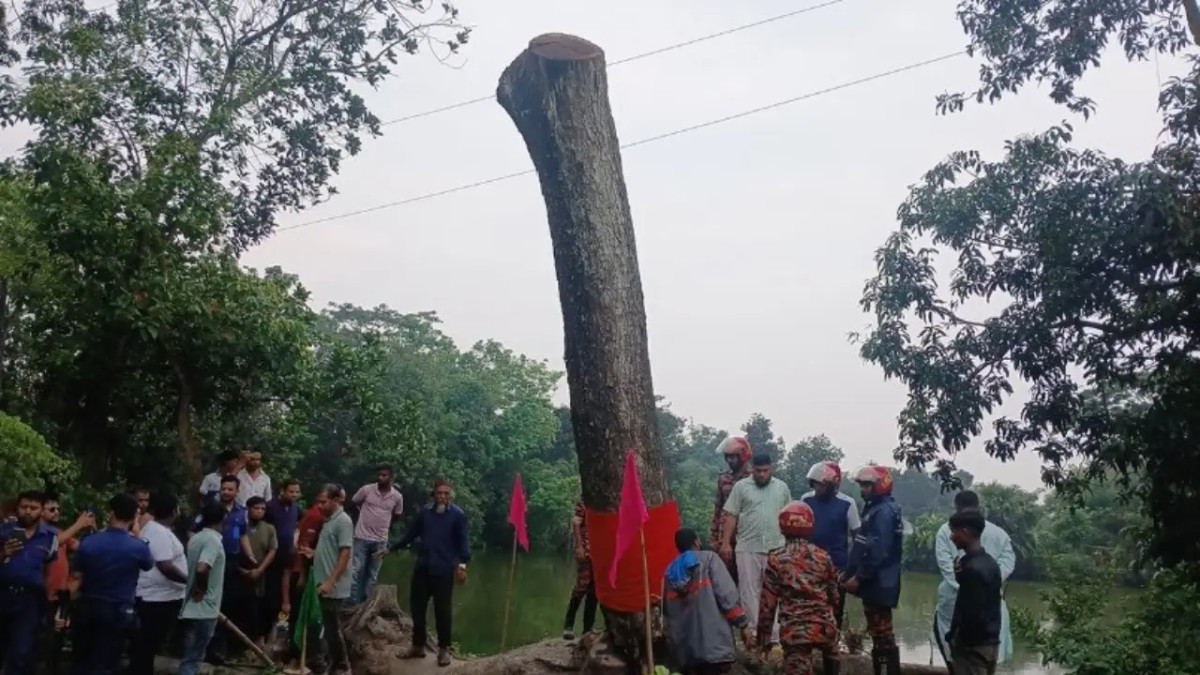 ‘অলৌকিক’ কড়ই গাছ কেটে দিল প্রশাসন, শেষ হলো কৌতূহল ও বিতর্ক