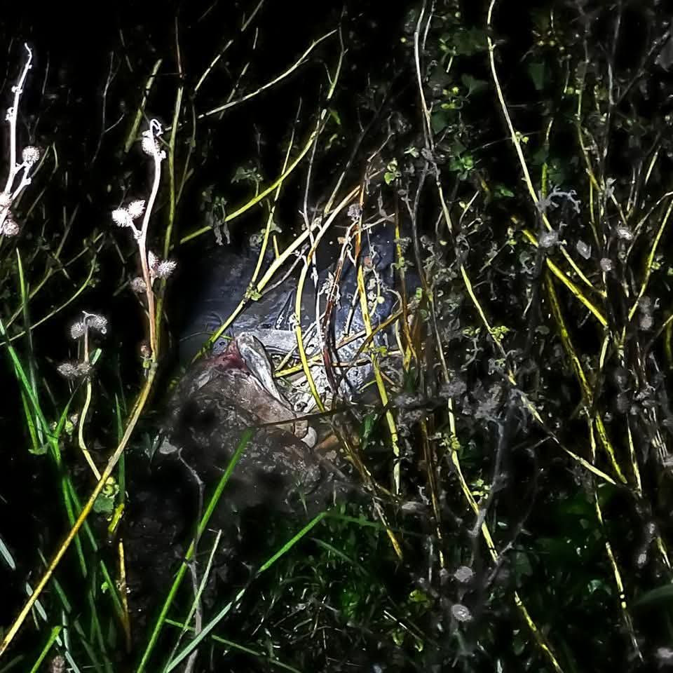 চুয়াডাঙ্গার কুতুবপুরে অজ্ঞাত ব্যক্তির অর্ধগলিত মরদেহ ভাসছে খালের পানিতে 