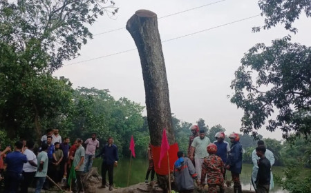 ‘অলৌকিক’ কড়ই গাছ কেটে দিল প্রশাসন, শেষ হলো কৌতূহল ও বিতর্ক