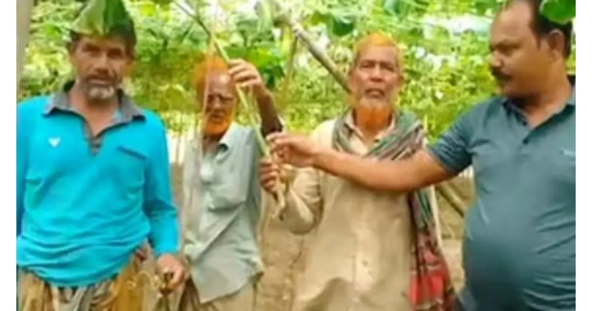 আলমডাঙ্গায় রাতের আঁধারে কেটে ফেলা হলো কৃষকের লাউ বাগান, ২ লাখ টাকার ক্ষয়ক্ষতি