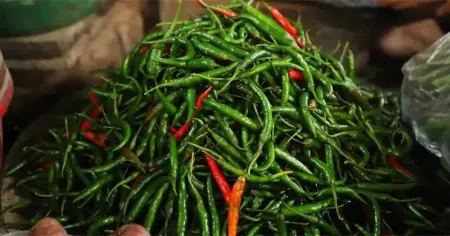 রাজধানীতে টানা বৃষ্টি ও বন্যায় কাঁচামরিচের কেজি ৩০০ টাকা পার