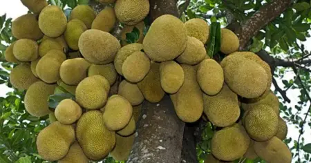 বিশ্ব কাঁঠাল দিবস আজ, বাংলাদেশের জাতীয় ফলের বহুমুখী সম্ভাবনা ও পুষ্টিগুণ