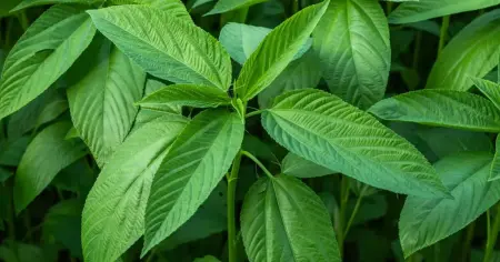 পাট শাকের স্বাস্থ্য উপকারিতা ও খাওয়ার বিভিন্ন উপায়