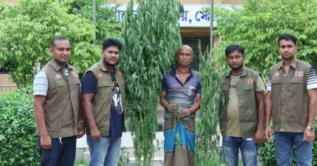 মেহেরপুরের গাংনীতে ডিবি'র অভিযানে ৩টি গাঁজার গাছসহ আটক-১