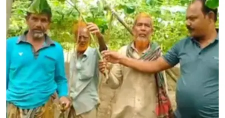 আলমডাঙ্গায় রাতের আঁধারে কেটে ফেলা হলো কৃষকের লাউ বাগান, ২ লাখ টাকার ক্ষয়ক্ষতি