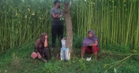 চুয়াডাঙ্গার জীবননগর সীমান্তে বিএসএফের পুশ-ইন চেষ্টা প্রতিহত করলো বিজিবি