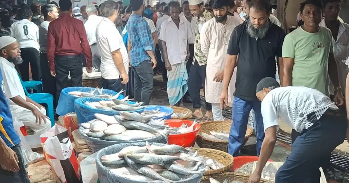নিষেধাজ্ঞার আগে চাঁদপুর মাছঘাটে ইলিশ বেচাকেনার ধুম, কমেছে দাম