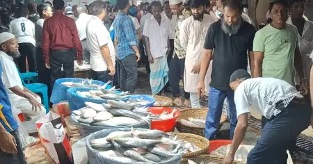 নিষেধাজ্ঞার আগে চাঁদপুর মাছঘাটে ইলিশ বেচাকেনার ধুম, কমেছে দাম